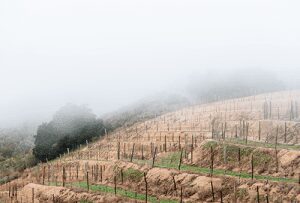 Rows of bare grapevines stand on a misty hill