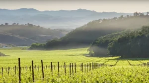 Eden Rift Vineyard